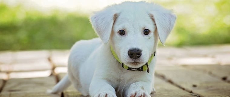 Assurance canine